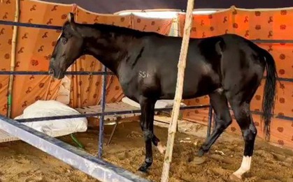 Con ngựa màu đen có giá lên tới 44,5 tỷ đồng