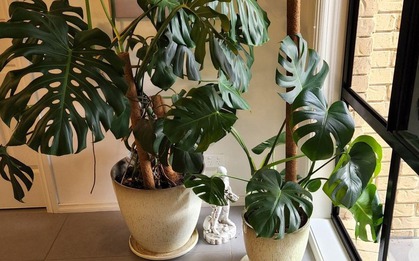 6 loại cây siêu hút ẩm, cứu nhà khỏi ẩm mốc mùa mưa