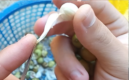 Thứ hạt người Việt thường dùng để nấu chè, ai ngờ lại là “báu vật” cho tim mạch, tiết niệu, cân bằng nội tiết