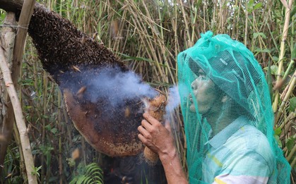 Trải nghiệm 'độc nhất vô nhị' ở rừng tràm U Minh Hạ