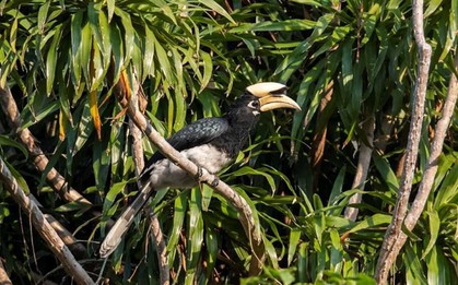 Khảo sát suốt nửa năm, phát hiện 27 "báu vật" lạ ở Vườn quốc gia Bái Tử Long: Một số cực quý hiếm, đang bên bờ tuyệt chủng
