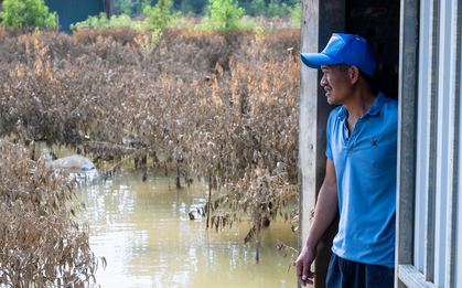 Quặn lòng nhìn hàng nghìn gốc đào Nhật Tân ngập úng, chết như ngả rạ: Mất Tết rồi!
