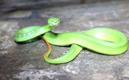 Nhiều gia đình ở TPHCM hoảng hồn khi rắn cực độc bò vào nhà