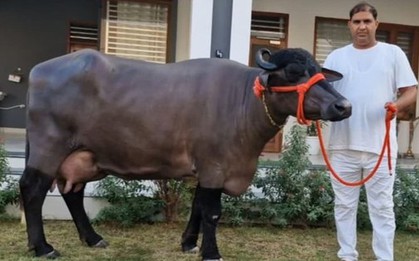 Con trâu cái "khổng lồ" được trả 445 triệu đồng, chủ nhân vẫn từ chối bán