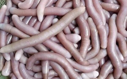 Độc lạ đặc sản trùng biển tên nghe lạ, nhìn trông sợ nhưng cực bổ dưỡng