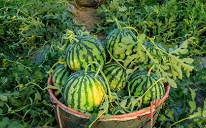 Nhờ lão nông trồng dưa hấu nhắc nhở, tôi vội "mách" lại cho người nhà, kể từ đó đều mua được loại ngon "10 quả như 1"