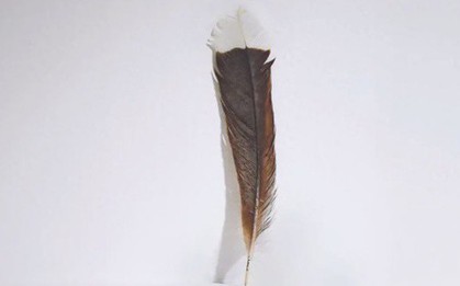 Cận cảnh chiếc lông chim hơn 700 triệu đồng, có gì đặc biệt mà "đắt hơn vàng"?