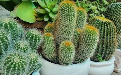 5 loài cây người giàu KHÔNG bao giờ trồng: Đậm "sát khí", cây càng thịnh người càng suy!