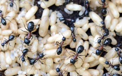 Món ăn Việt làm từ trứng côn trùng khiến nhiều người không ngờ tới, nhưng lại là "tinh hoa ẩm thực" vùng cao