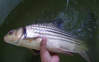 “Báu vật sông Mê Kông” từng được xem là “đặc sản trứ danh”: Đứng trước nguy cơ tuyệt chủng