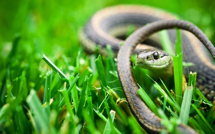 5 loài cây khiến rắn kinh sợ, thấy là lập tức bỏ đi: Dễ trồng, giá rẻ mà hiệu quả bất ngờ