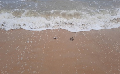 Thứ "không muốn thấy" xuất hiện ở bờ biển Quảng Trị