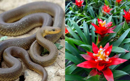 3 cây vừa trấn trạch vừa đuổi rắn: Nhà giàu thích trồng