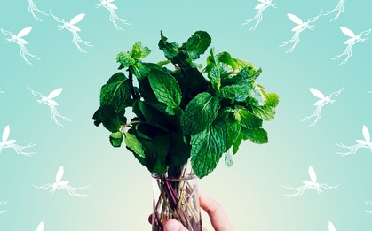 6 mùi hương mà muỗi “khiếp sợ”: Việt Nam có tất cả