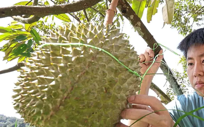 Sầu riêng sẽ trở thành "quốc quả" của Malaysia?