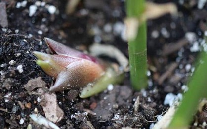 Loại rau mọc hoang ở rừng nhưng được coi là "nhân sâm châu Á"