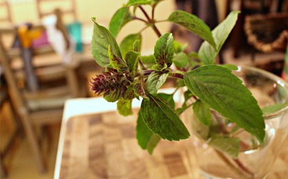 3 loại cây đuổi muỗi, lọc không khí hiệu quả cực dễ trồng