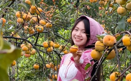 Mộc Châu mùa hồng chín, ai đến cũng ngẩn ngơ