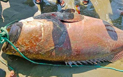 Ngư dân bắt được con cá khổng lồ nặng 194kg trên biển