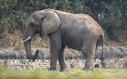 Đã rõ lý do vì sao chú voi cô đơn nhất thế giới chết