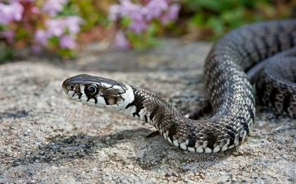 5 sai lầm khiến rắn muốn "ghé thăm" ngôi nhà của bạn và cách ngăn chặn