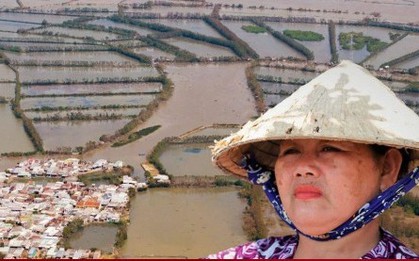 ‘Ốc đảo xanh’ tại Gia Lai sau bão Kalmaegi: Người mất nhà, chim mất tổ