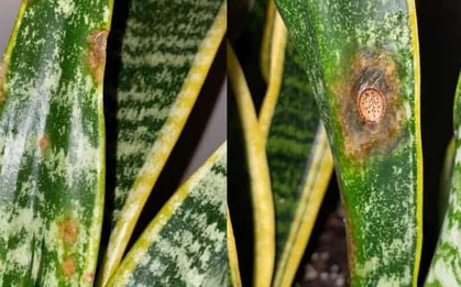 Tôi khuyên bạn đừng trồng cây lưỡi hổ trong nhà nữa: Bốn lý do khiến ai giữ cũng hối hận