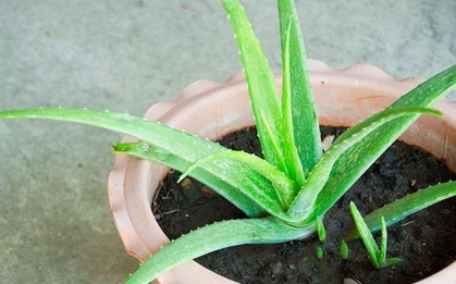 7 cây NASA khuyên trồng