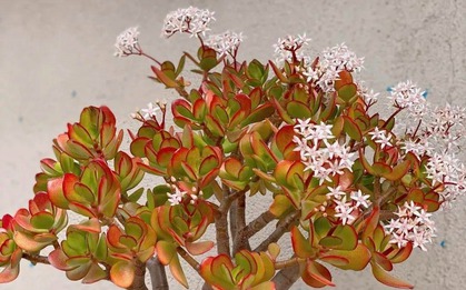 3 cây càng trồng lâu gia đình càng hưng thịnh, con cháu đời sau dễ thành tài
