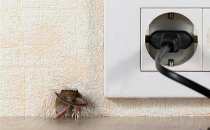 Chuột lẻn vào nhà, điềm báo bạn không ngờ tới