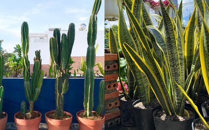 3 loại cây nhìn đẹp nhưng “nuôi khí âm”: Để càng lâu, nhà càng xuống vận