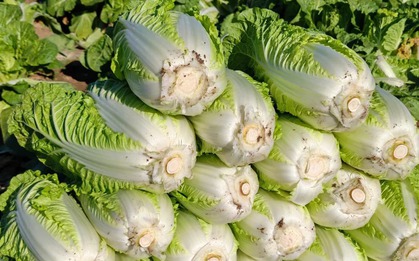 Mẹo chọn cải thảo siêu chuẩn của dân bán rau: Nhìn một chỗ ít ai để ý, là biết ngay ngon hay dở!