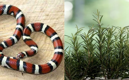 Thứ trong nhà khiến rắn sợ run bần bật