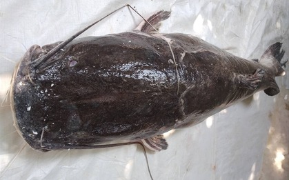 Săn “thủy quái” trên dòng sông chảy ngược ở Tây nguyên