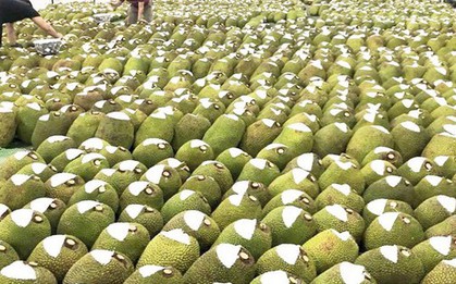 Đặc sản triệu đô của Việt Nam khiến Trung Quốc phải thừa nhận ngon hơn của nhà trồng, được ví như 'cứu tinh của thế giới'