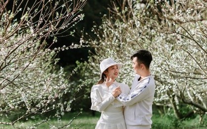 Hoa mận nở sớm, Mộc Châu toả sắc trắng tinh khôi giữa tháng 11