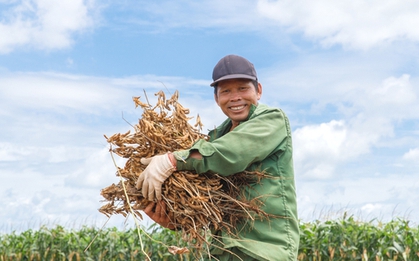 Trồng "Hạt vàng thế kỷ 21" theo cách chỉ có ở Việt Nam, nông hộ thu 400 triệu đồng/ha/năm