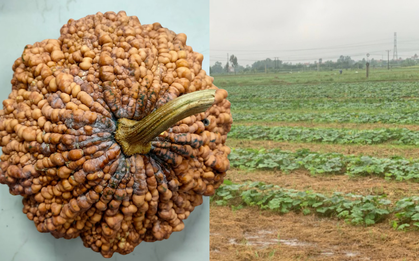 "Sởn gai ốc" trước quả bí đỏ nổi mụn cóc tại Việt Nam