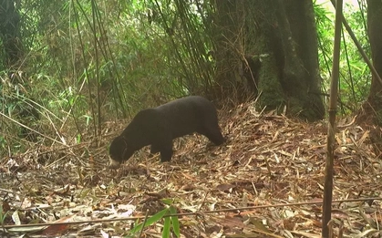 Tìm thấy loài gấu cực kỳ quý hiếm ngoài tự nhiên