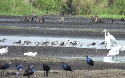 Hành trình đưa 'chất xưa' lại Đồng Tháp Mười gọi đón đàn sếu quý hiếm trở về