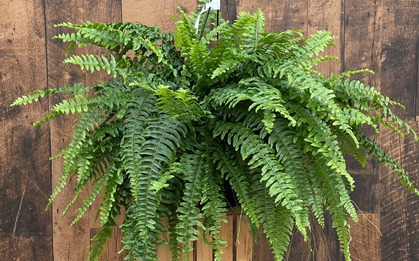 NASA gọi tên 10 loại cây lọc không khí tốt nhất trong nhà