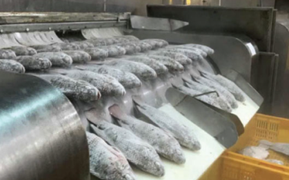 Không phải cá tra hay cá ngừ, một loại 'sản vật' dưới nước của Việt Nam đang được săn đón mạnh mẽ: Xuất khẩu tăng nóng hơn 300%, loạt đối thủ bị Mỹ áp thuế hơn 50%