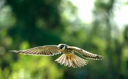 Loài chim được mệnh danh là ‘nhà du hành vĩ đại của bầu trời’ ghé thăm Hà Nội