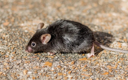 6 loại mùi đuổi chuột khỏi nhà cực hiệu quả