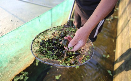 Tìm ra “mỏ vàng" trong ao, lão nông Hưng Yên mở lối đổi đời