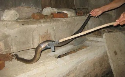 6 góc trong nhà rắn thích chui vào nhất