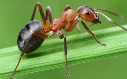 7 loại cây kiến rất ngại “đụng mặt”, thấy là sẽ quay đầu