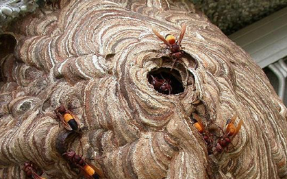 Đang dọn dẹp nhà, người đàn ông 45 tuổi bị con vật quen thuộc đốt nguy kịch