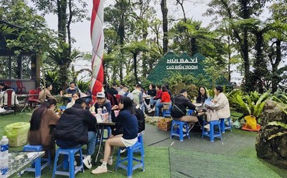 Vườn quốc gia Ba Vì thu hút du khách ngắm hoa dã quỳ nở rộ