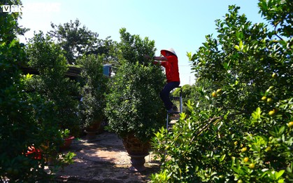 Đón Tết Bính Ngọ, khách sớm xuống tiền đặt cọc quất cảnh vì lo “cháy hàng”
